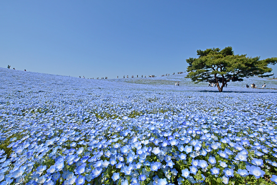 国営ひたち海浜公園の風景